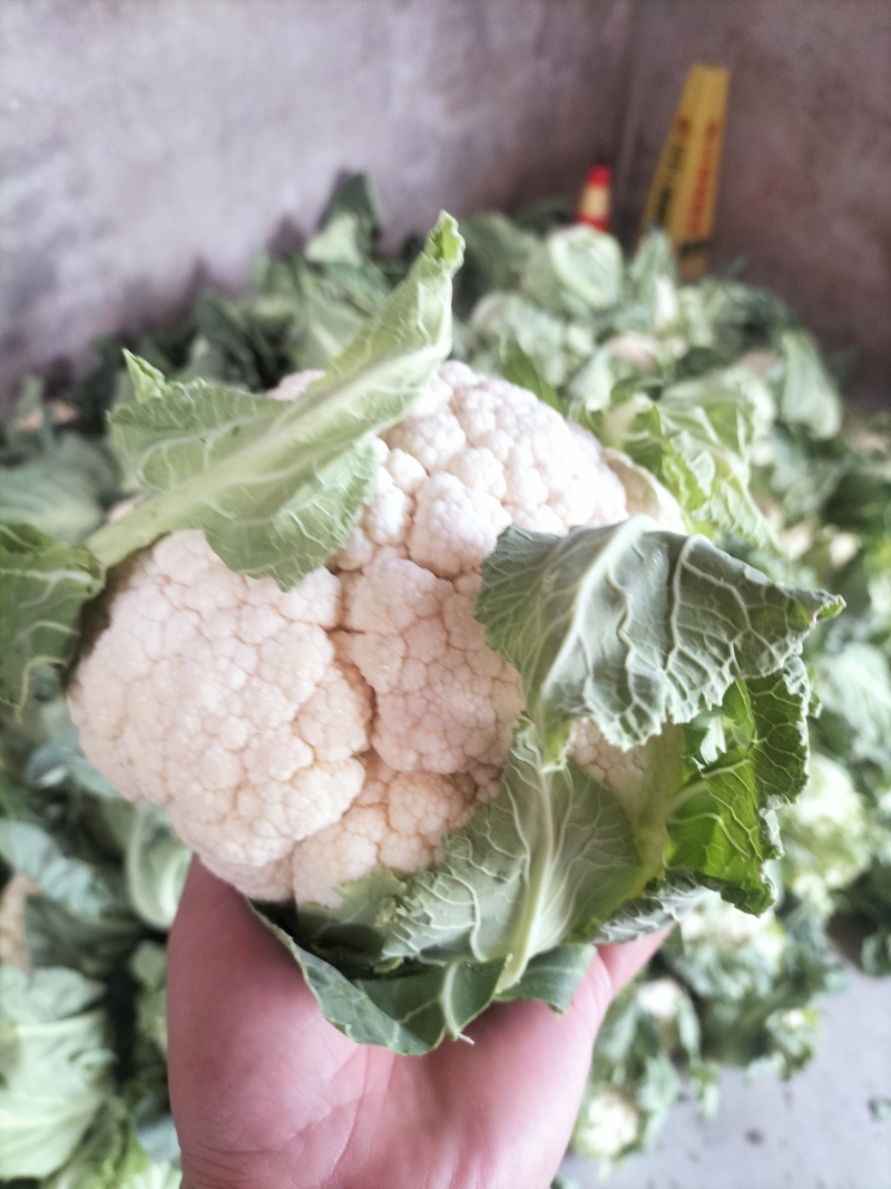 陕西省城固县菜花大量上市了。花白，紧，价格合适。全国接单
