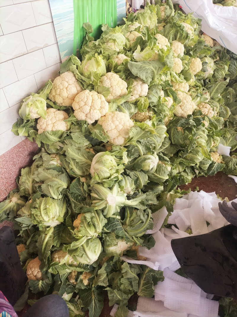 陕西省城固县菜花大量上市了。花白，紧，价格合适。全国接单