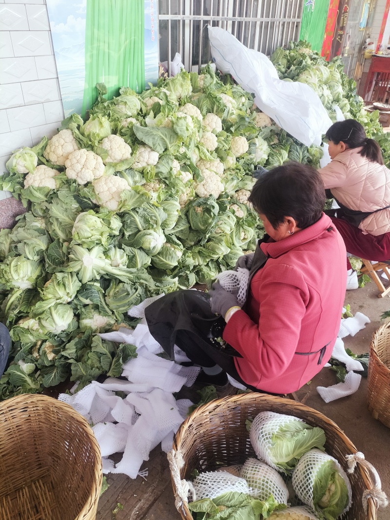 陕西省城固县菜花大量上市了。花白，紧，价格合适。全国接单