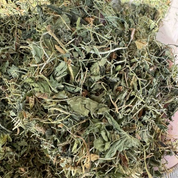 地丁紫花地丁实物拍摄发货如图发货前过筛