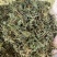 地丁紫花地丁实物拍摄发货如图发货前过筛