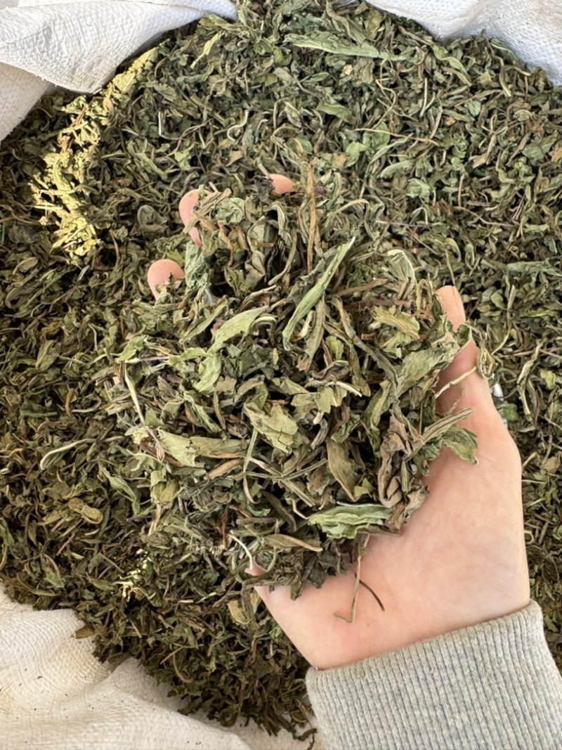 地丁紫花地丁实物拍摄发货如图发货前过筛