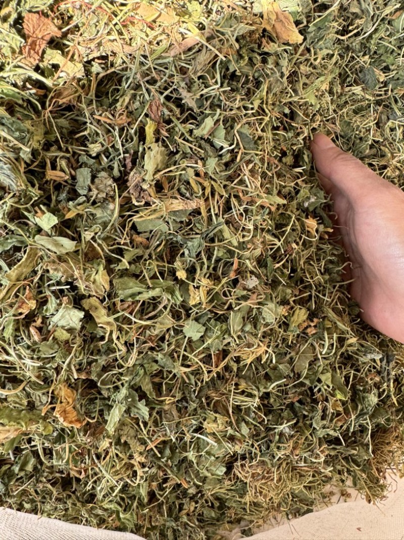 地丁紫花地丁实物拍摄发货如图发货前过筛