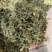 地丁紫花地丁实物拍摄发货如图发货前过筛