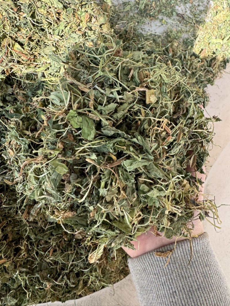地丁紫花地丁实物拍摄发货如图发货前过筛