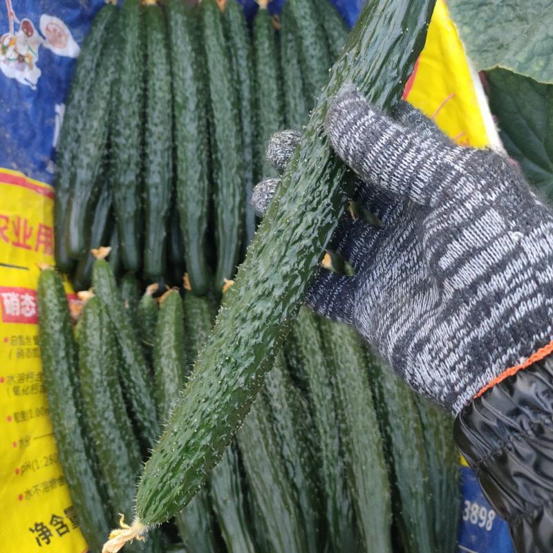夏邑密刺黄瓜，油亮密刺鲜花。绿肉产地代收全国发货。