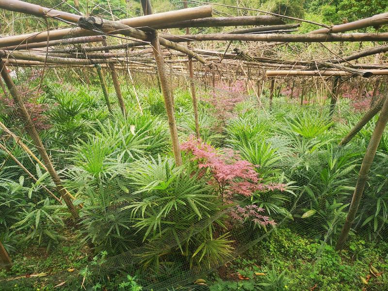 棕竹细叶棕竹大量供应，重庆渝中产地直发，量大从优