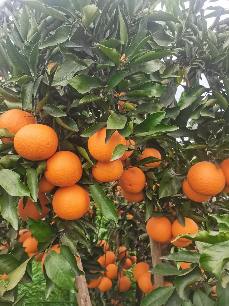 青见，四川青见柑桔果冻橙，品质保证，产地直供，现货上市