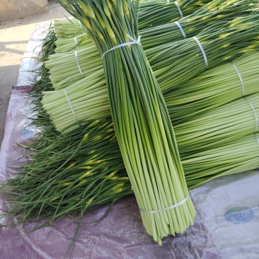 白帽蒜苔大量上市