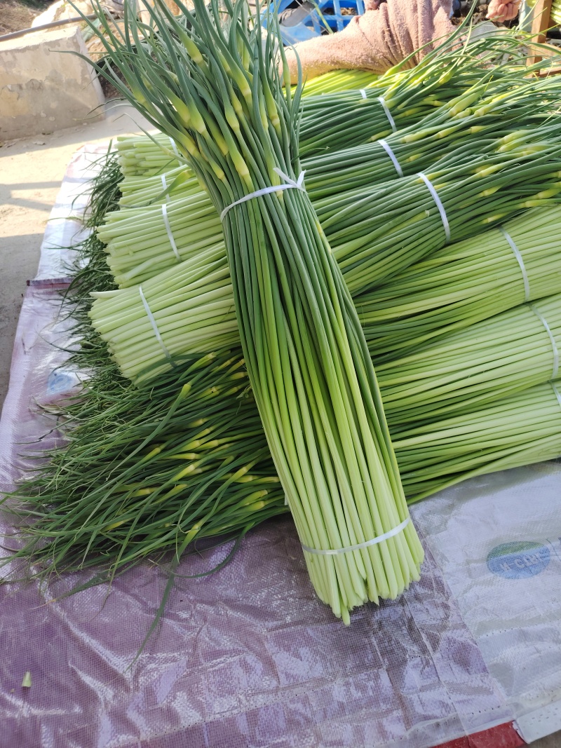 白帽蒜苔大量上市