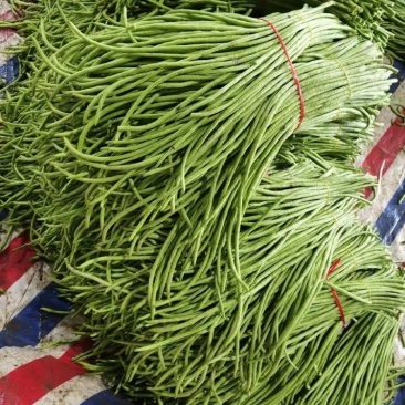 精品长豆角大量上市品质保证一手货源量大从优