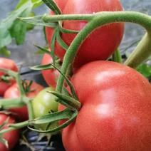 精品西红柿普罗旺斯西红柿货源充足量大从优质量保证欢迎咨询