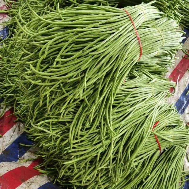 精品长豆角大量上市品质保证一手货源量大从优