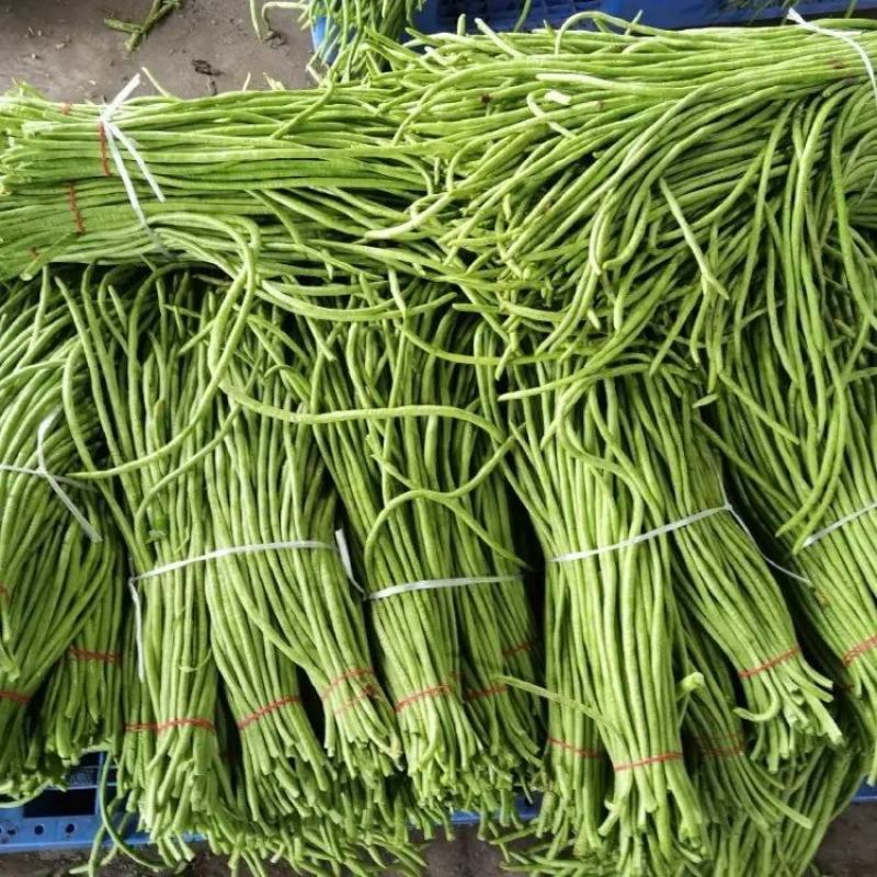精品长豆角大量上市品质保证一手货源量大从优