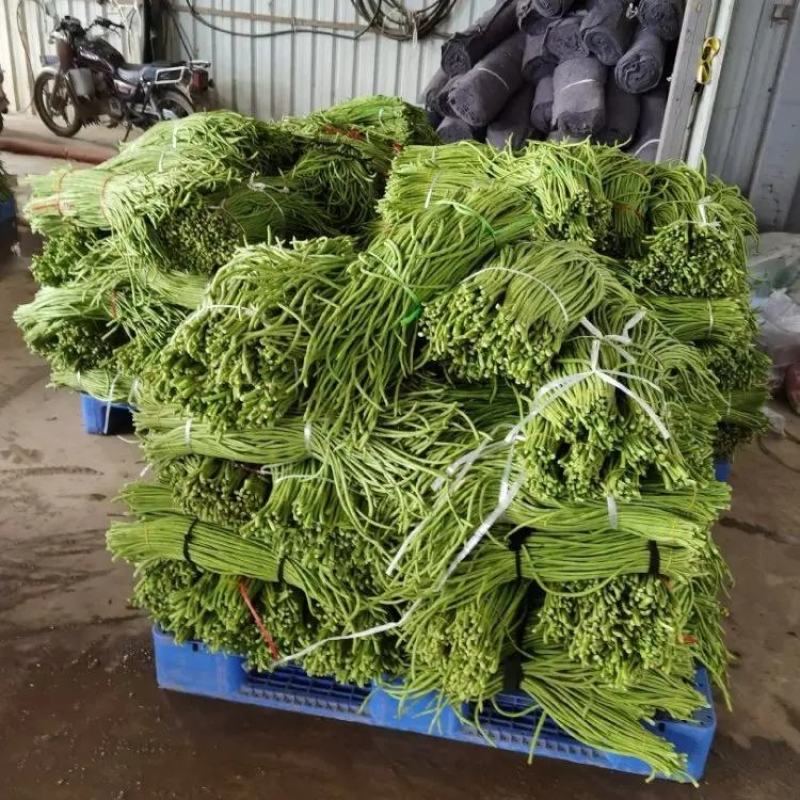 精品长豆角大量上市品质保证一手货源量大从优