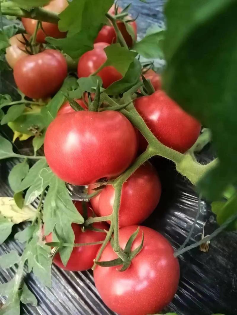 精品西红柿普罗旺斯西红柿货源充足对接全国欢迎咨询