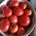 精品西红柿普罗旺斯西红柿货源充足对接全国欢迎咨询