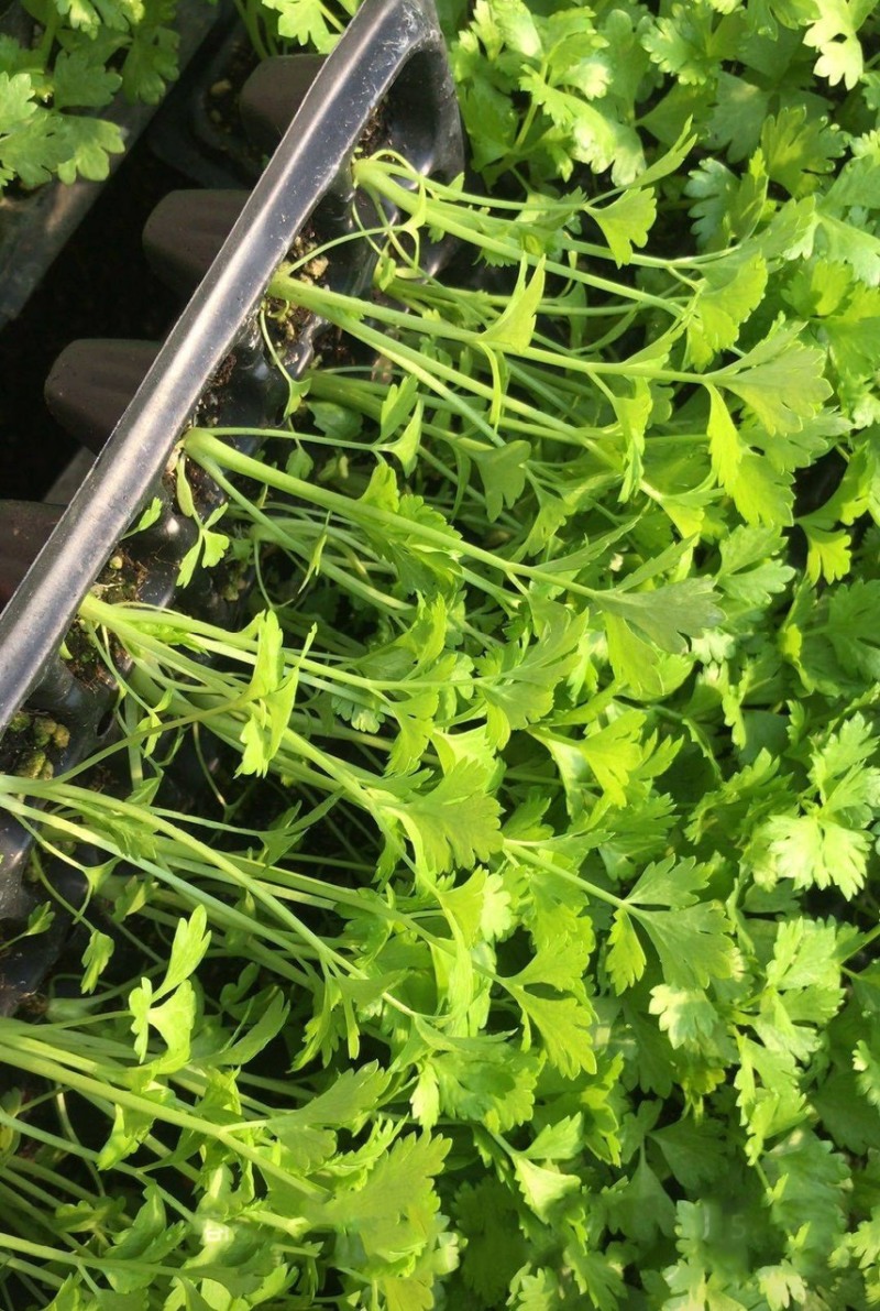 芹菜苗穴盘芹菜苗地拔芹菜苗西芹