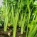 芹菜苗穴盘芹菜苗地拔芹菜苗西芹