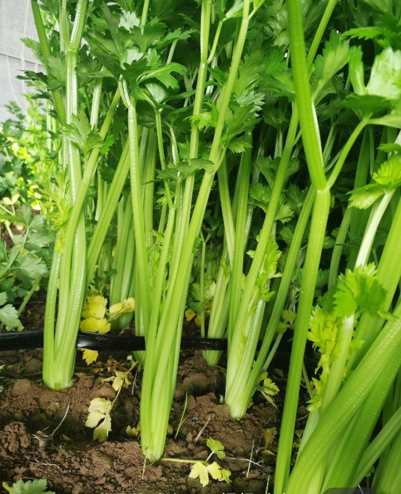 芹菜苗穴盘芹菜苗地拔芹菜苗西芹