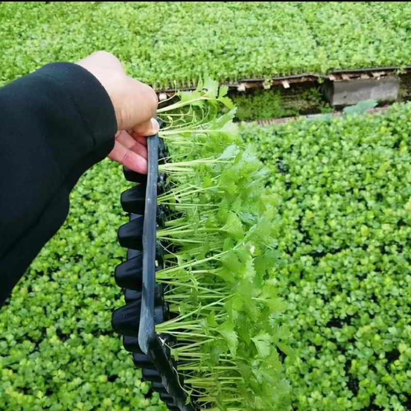芹菜苗穴盘芹菜苗地拔芹菜苗西芹