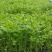 芹菜苗穴盘芹菜苗地拔芹菜苗西芹