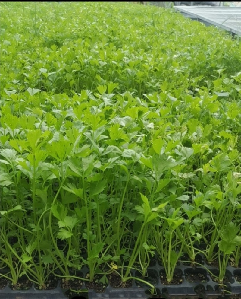 芹菜苗穴盘芹菜苗地拔芹菜苗西芹