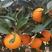 湖北宜昌伦晚鲜橙大量供货产地直发全国发货！