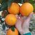 湖北宜昌伦晚鲜橙大量供货产地直发全国发货！
