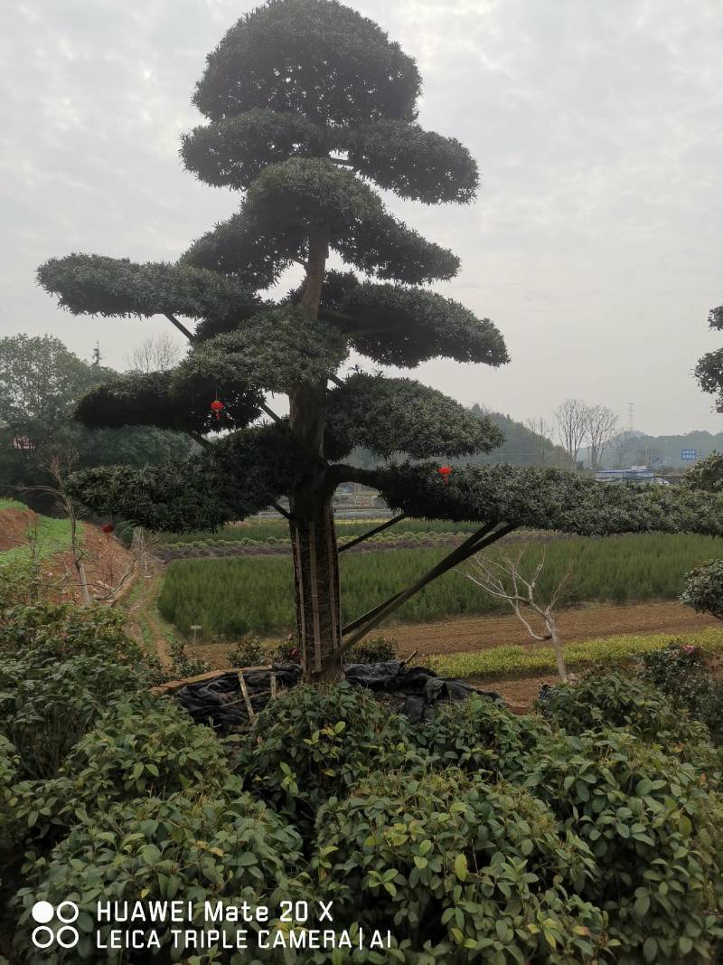 精品造型罗汉松