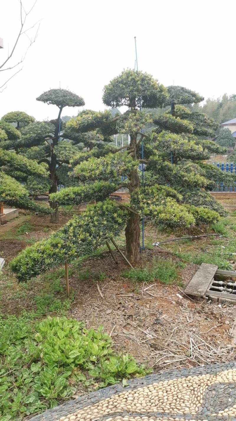精品造型罗汉松