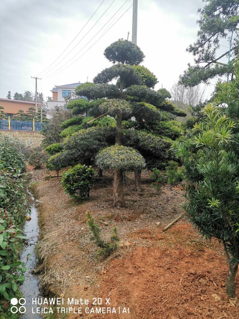 精品造型罗汉松