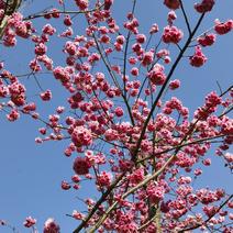 云南玉溪观赏樱花树供应产地直发，量大从优欢迎咨询