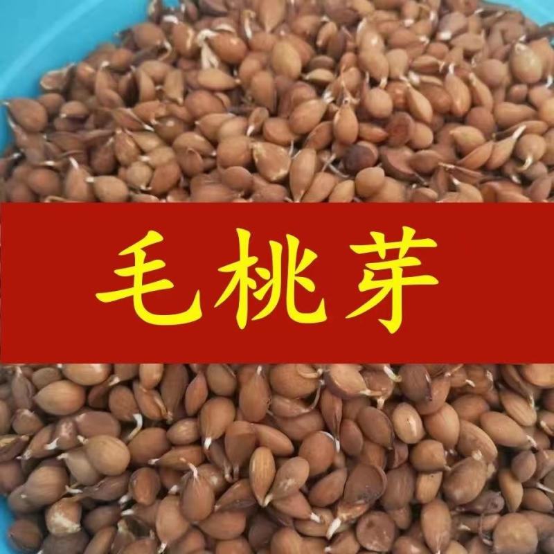 【鲜种子】毛桃树种子，桃仁，桃芽苗，真空包装，出芽率高