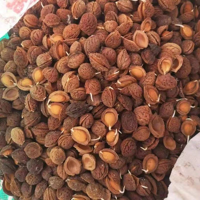 【鲜种子】毛桃树种子，桃仁，桃芽苗，真空包装，出芽率高