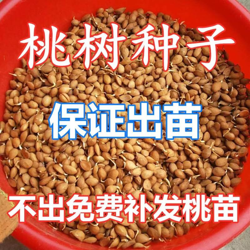 【鲜种子】毛桃树种子，桃仁，桃芽苗，真空包装，出芽率高