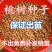 【鲜种子】毛桃树种子，桃仁，桃芽苗，真空包装，出芽率高
