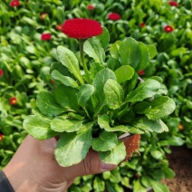 雏菊