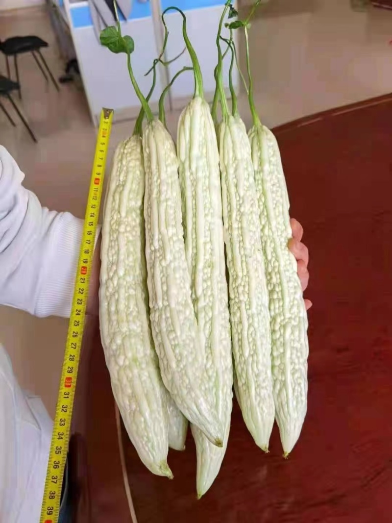 嫁接苦瓜苗直根苗杂交苦瓜品种苹果苦瓜白苦瓜