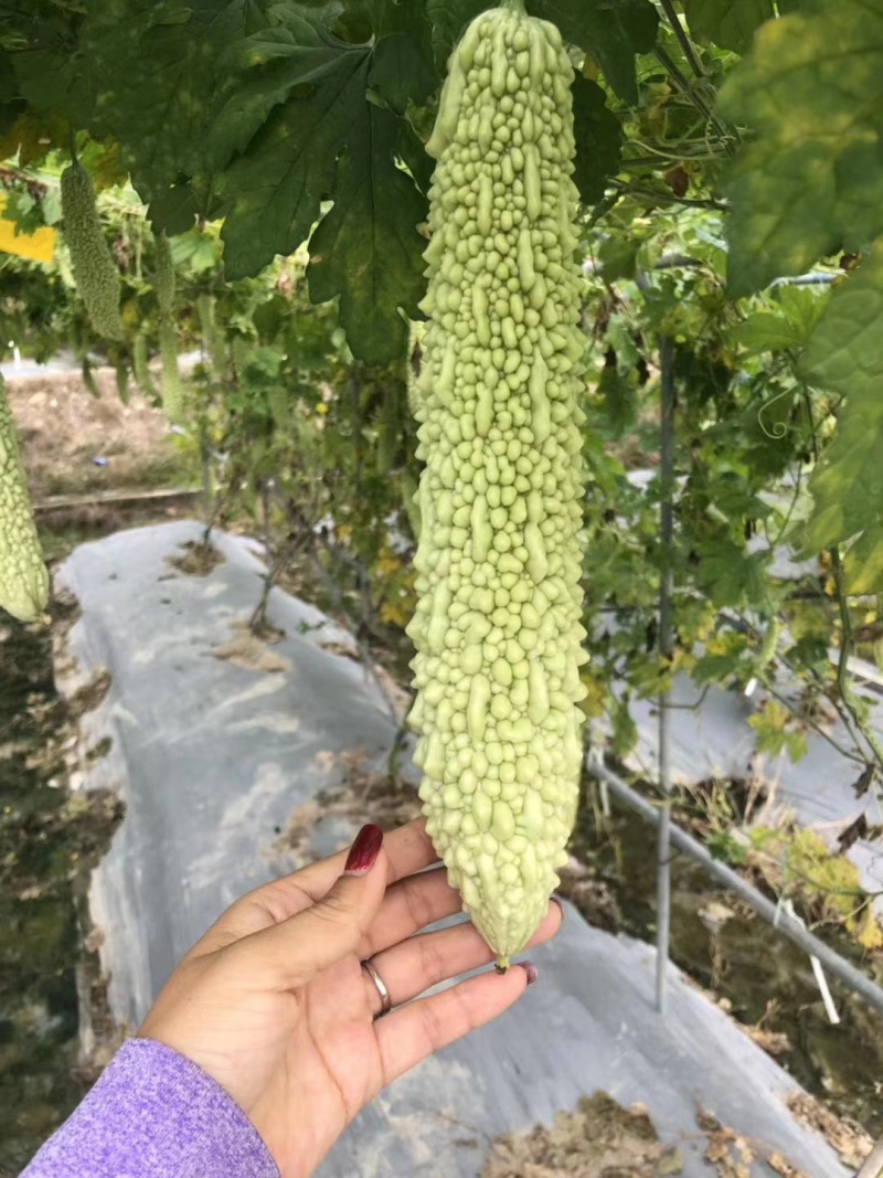 嫁接苦瓜苗直根苗杂交苦瓜品种苹果苦瓜白苦瓜