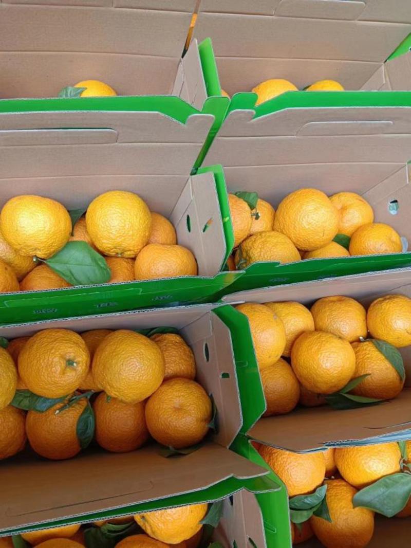 云南黄果柑大量供应保质保量对接全国市场量大从优欢迎咨询