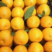 【精品】黄果柑大量供应十斤装支持一件代发，现摘现发