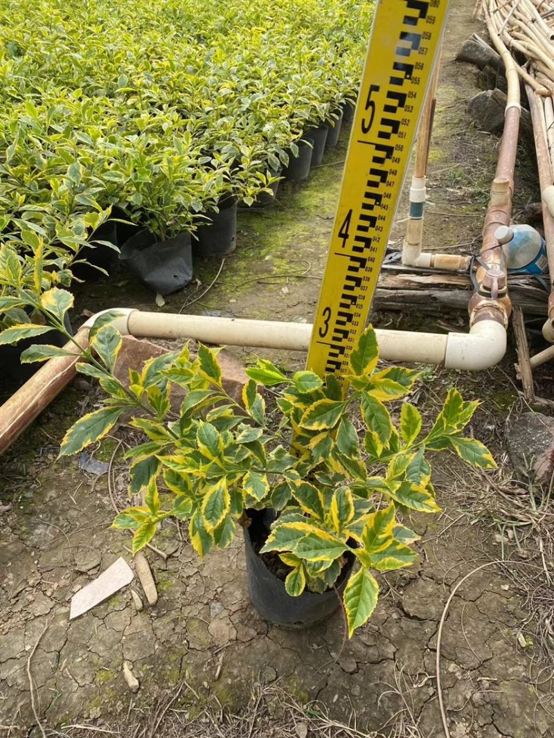 花叶假连翘20高~150高，大量现货出售，欢迎来电咨询