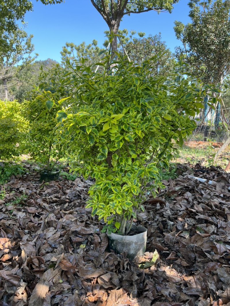 花叶假连翘20高~150高，大量现货出售，欢迎来电咨询