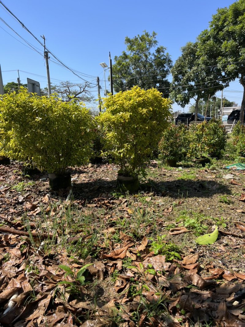 花叶假连翘20高~150高，大量现货出售，欢迎来电咨询