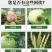 甲基硫菌灵70%杀菌剂甲基托布津黄瓜白粉病菌核病叶霉病