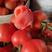【西红柿】山东费县硬粉西红柿果型好硬度高全国发货