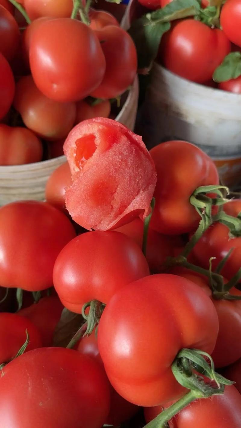 【西红柿】山东费县硬粉西红柿果型好硬度高全国发货