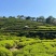 高山老树炭烘培凤凰单丛蜜兰香、鸭屎香、锯朵仔