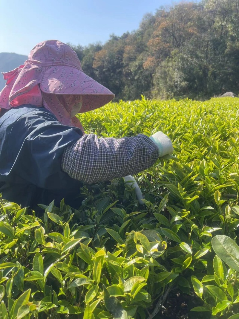 高山老树炭烘培凤凰单丛蜜兰香、鸭屎香、锯朵仔
